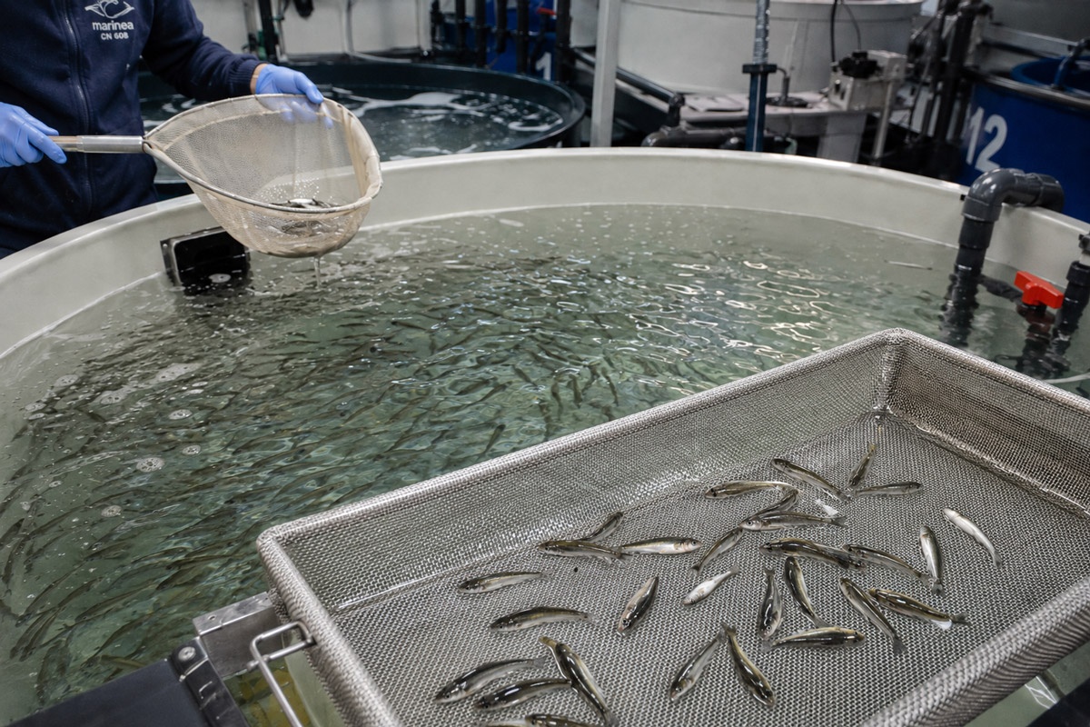 Control biológico de juveniles de lubina Europea