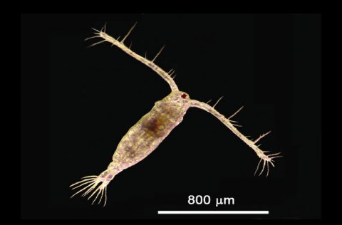 Copépodo género Acartia