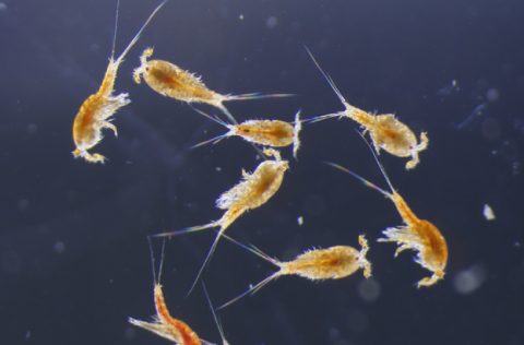 Copepodos Tigriopus californicus | Credito: Naoki Kabeya
