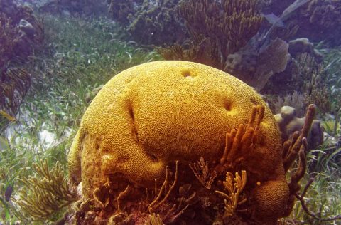 Coral caribe mexicano