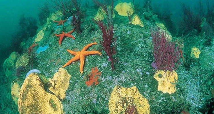 corales y estrellas 34352_tcm30-65357