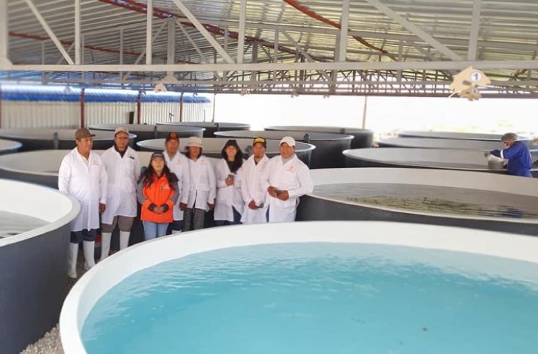 CORAQUA, proveedor de alevines de trucha en Perú CORAQUA, proveedor de alevines de trucha en Perú