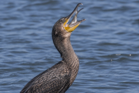 cormorán grande engulle pez
