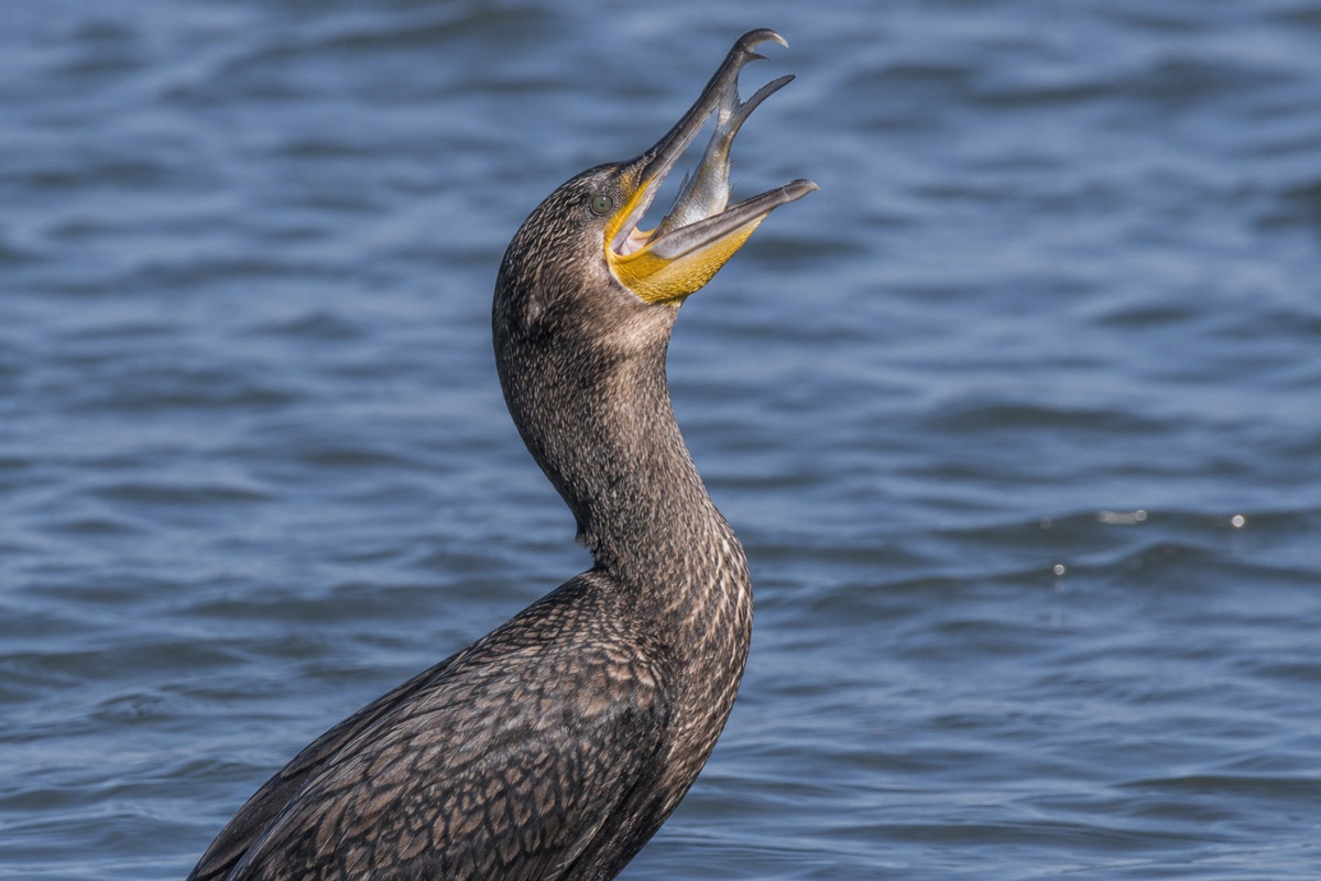 cormorán grande engulle pez