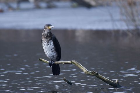 cormoran-grande-phalacrocorax-carbo