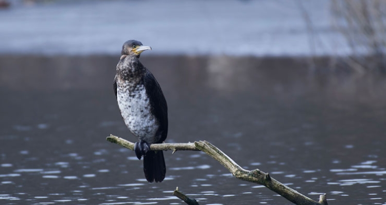 cormoran-grande-phalacrocorax-carbo