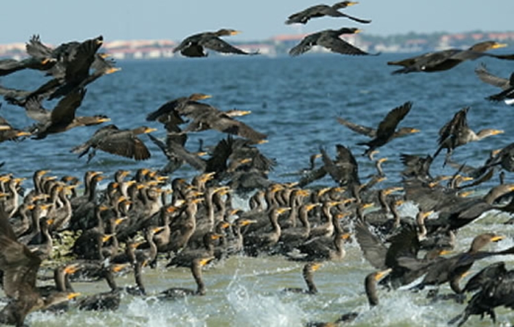 Cormoran grande