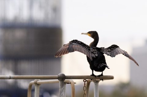 Cormorán grande