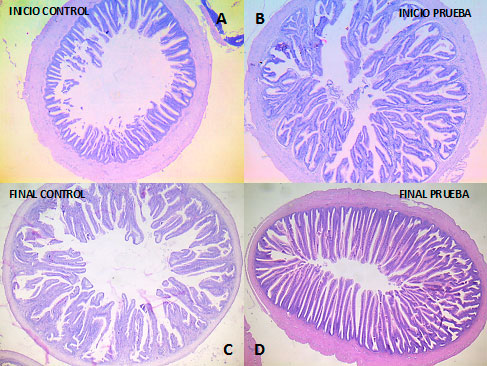 cortes-intestinales-dibaq-4tress