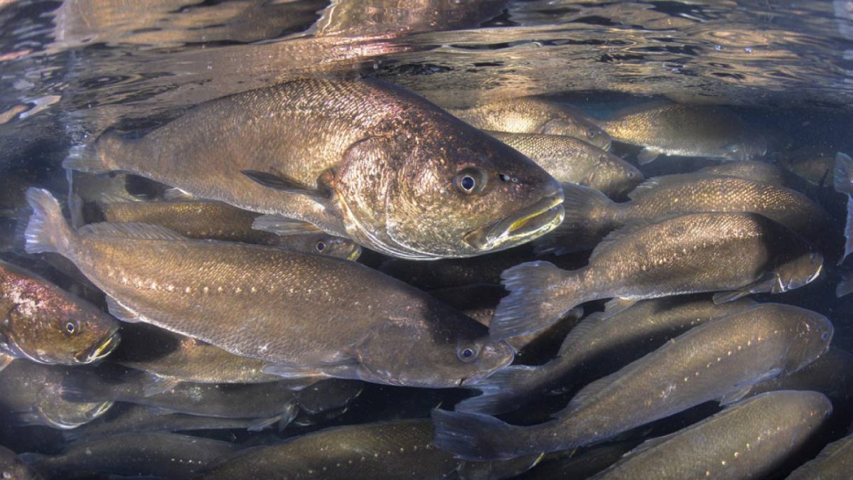 Corvina (Argyrosomus regius) | Acuicultura de España