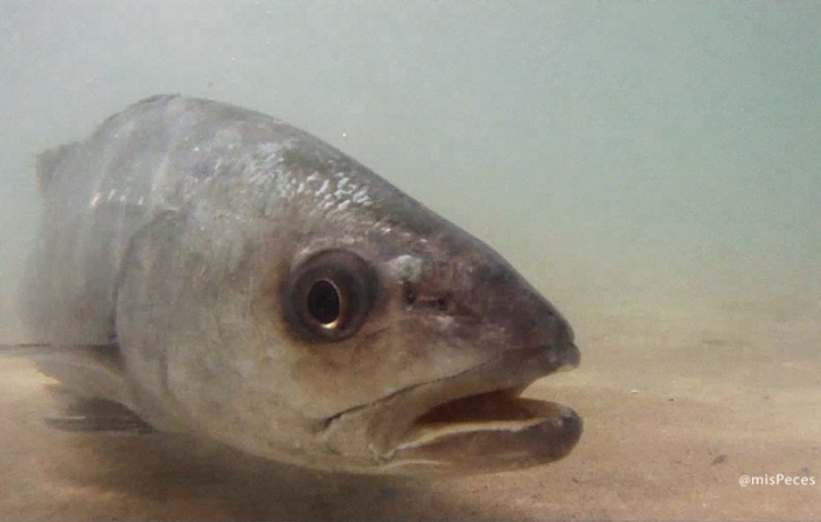 corvina-argyrosomus-regius-L760 corvina-argyrosomus-regius-L760