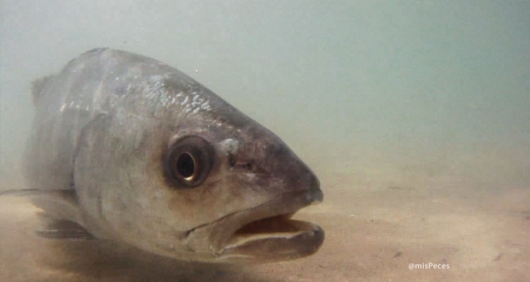 corvina-argyrosomus-regius-L760