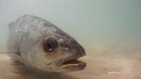 corvina-argyrosomus-regius-L760