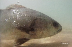 La acuicultura de la corvina permite disfrutar de esta especie todo el año