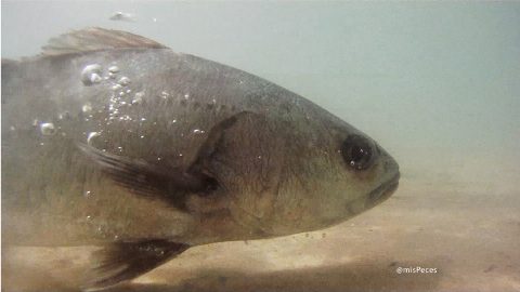corvina-argyrosomus-regius-M760