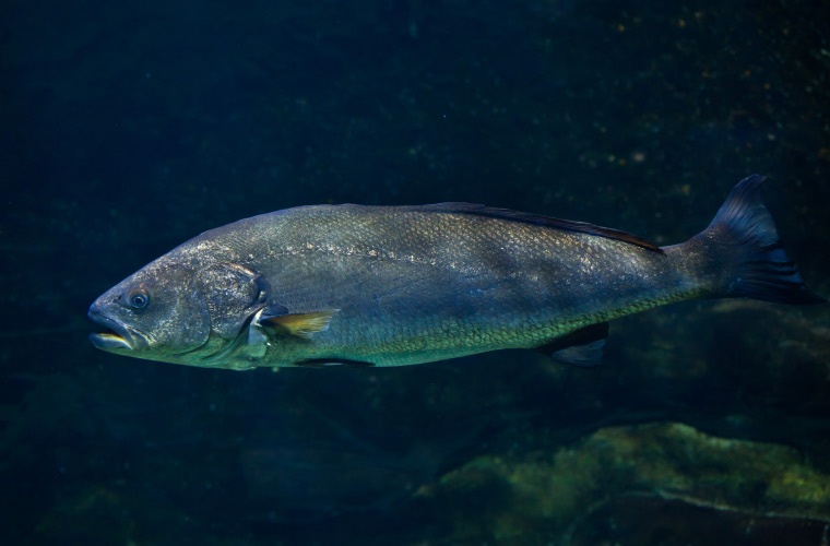 Corvina (Argyrosomus regius) de Biomar Corvina (Argyrosomus regius) de Biomar