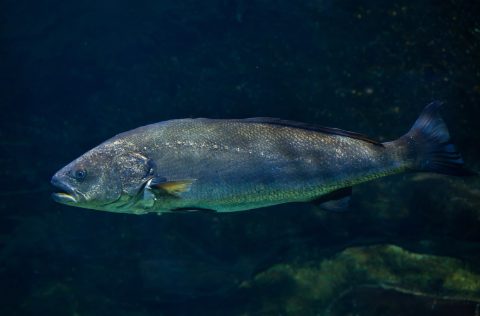 Corvina (Argyrosomus regius) de Biomar