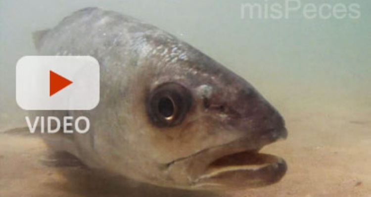 corvina-argyrosomus-regius-play