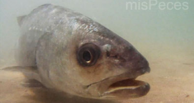 corvina-argyrosomus-regius
