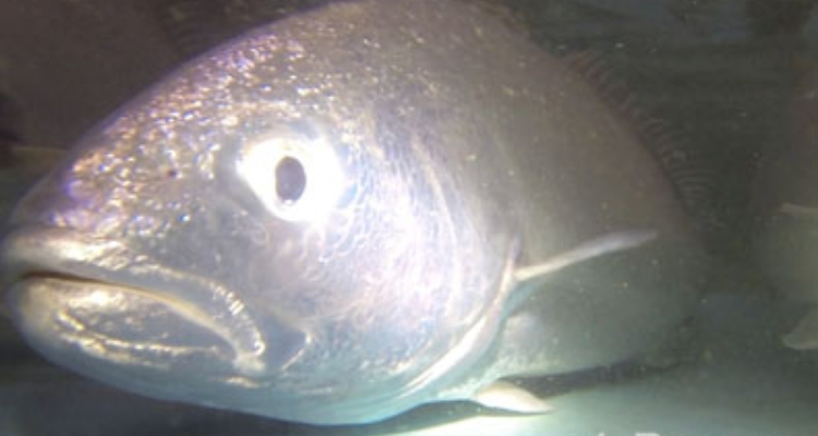corvina-induccion-ifapa-tapa