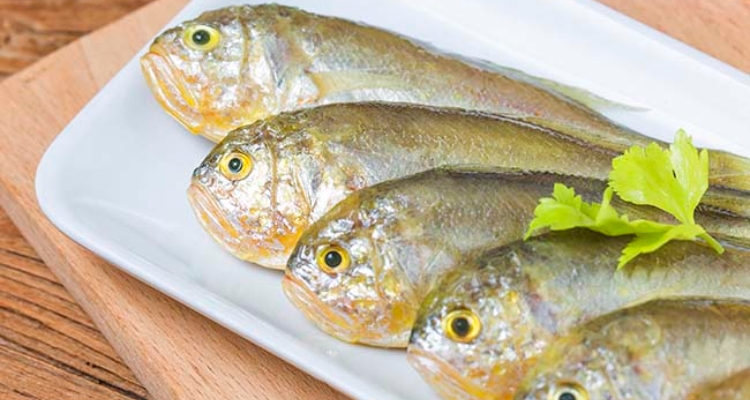 corvina-japonesa-larimichthys-crocea