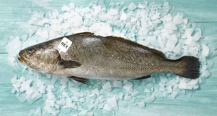 corvina-rex-frescamar-andromeda-iberica