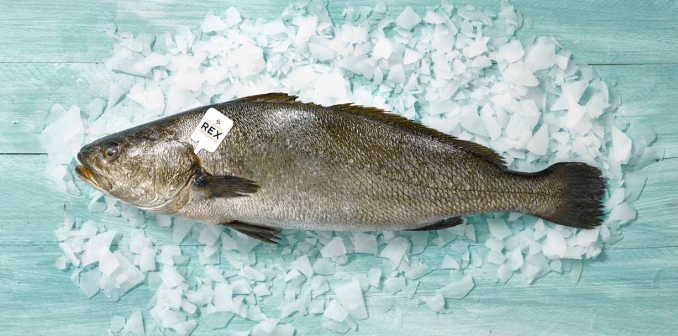 corvina-rex-frescamar-andromeda-iberica
