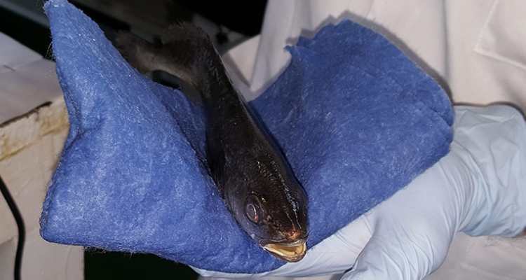 Corvina durante muestreo Corvina durante muestreo