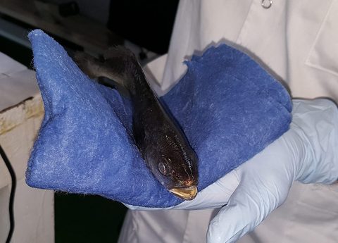 Corvina durante muestreo