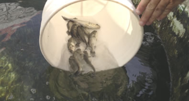 corvina_reina_juveniles