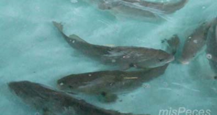 corvinas-argyrosomus-regius