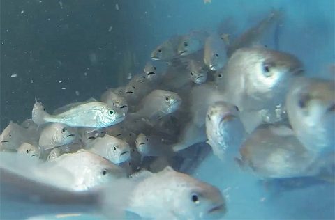 Corvinas (Argyrosomus regius) juveniles