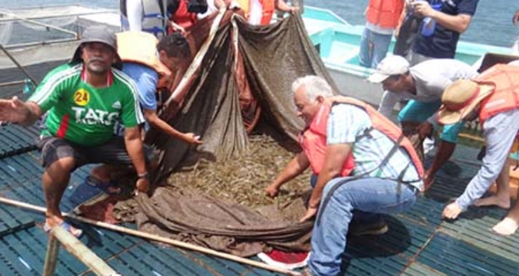 Cosechas langostinos jaulas marinas - Ecuador