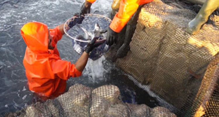 cosechando-peces-estero