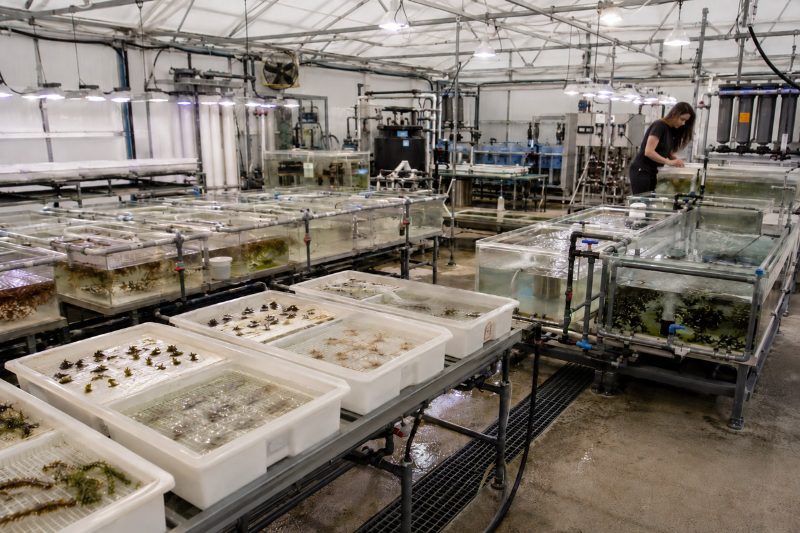 Kelp nurseries may need to expose seedlings to stress to preserve production performance