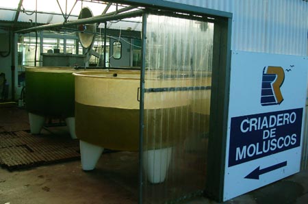 criadero-moluscos-esmedagro