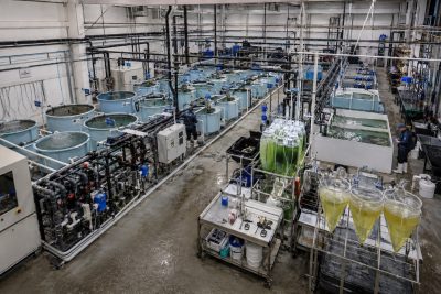 Criaderos marinos como clave del éxito empresarial de la acuicultura