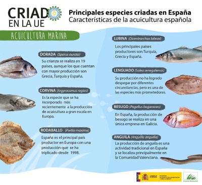 Infograf&iacute;a Principales Especies Criadas en Espa&ntilde;a de la campa&ntilde;a Criado en la UE