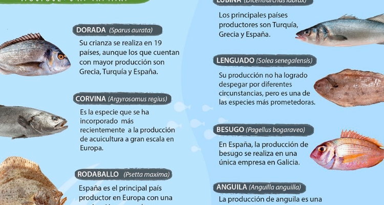 Peces marinos acuicultura española Peces marinos acuicultura española