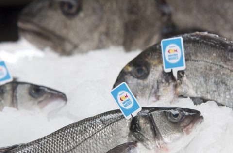 Crianza de Nuestros Mares: dorada, lubina, corvina