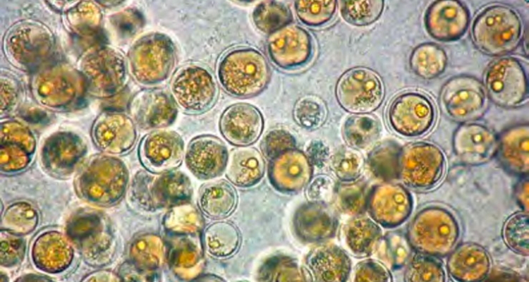 crypthecodinium-cohnii-researchgate