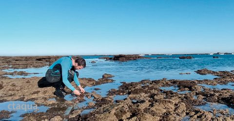 CTAQUA, recolectando alga Codium spp