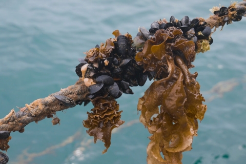 Moluscos en cuerda con alga