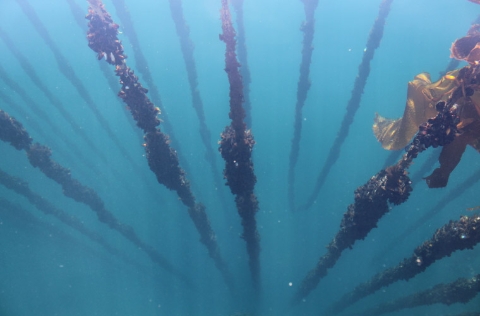 Cuerdas mejillón (Mytilus chilensis)