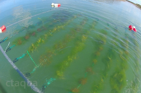 Cultivo de algas rojas en proyecto Access2Sea