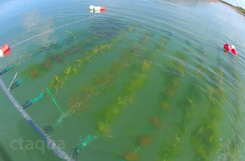 Cultivo de algas rojas en proyecto Access2Sea