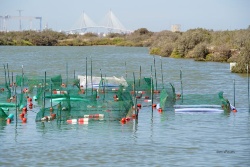 Una tesis doctoral muestra el camino para cultivar y valorizar la macroalga Ulva sp. En el PN de la Bahía de Cádiz