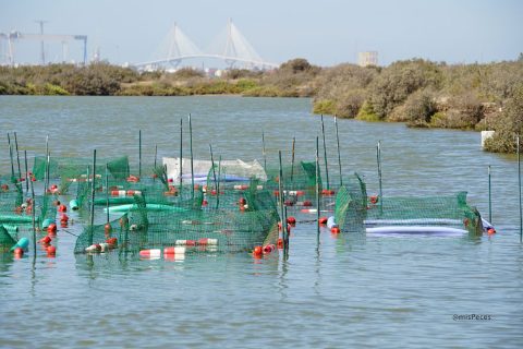 cultivo-algas-estero-bahia-cadiz-760