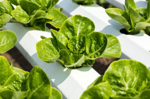 Cultivo hidropónico