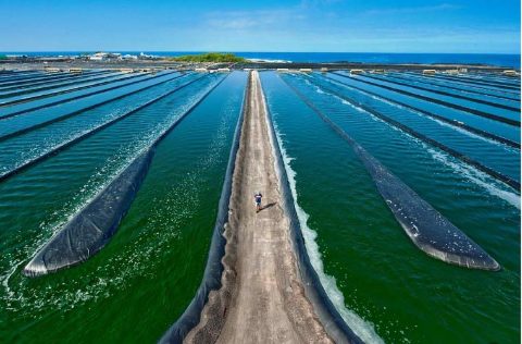 Cultivo microalgas Chlorella en tanques gigantes